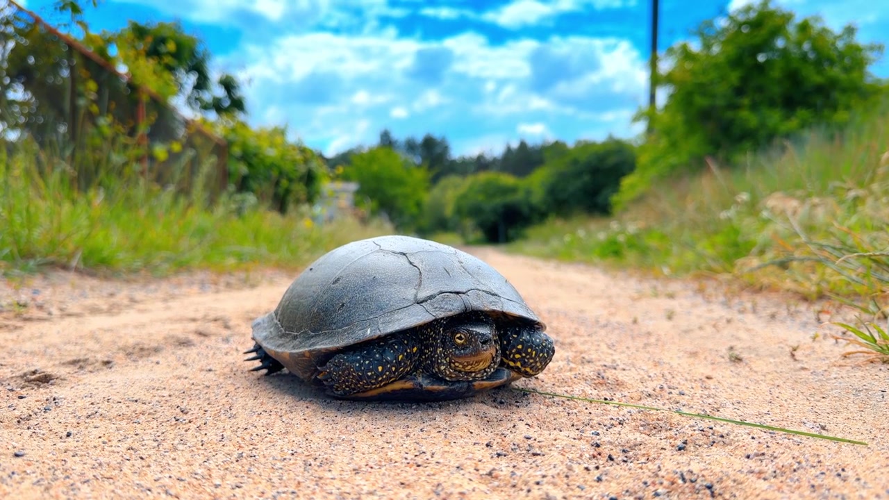 European pond turtle crawling on a sandy rural path. Front view of a spotted wild reptile on a dirt road with green grass and blue sky background.