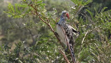 red-billed hornbill sits perched in a tree in kruger national park south africa