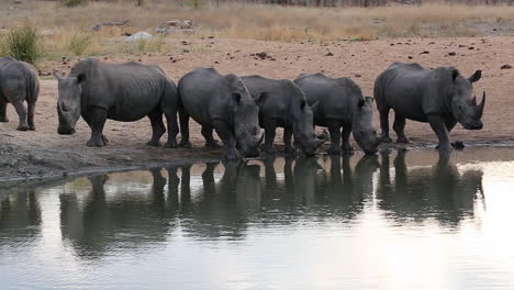 group of 6 endangered white rhinoceroses drink from a waterhole