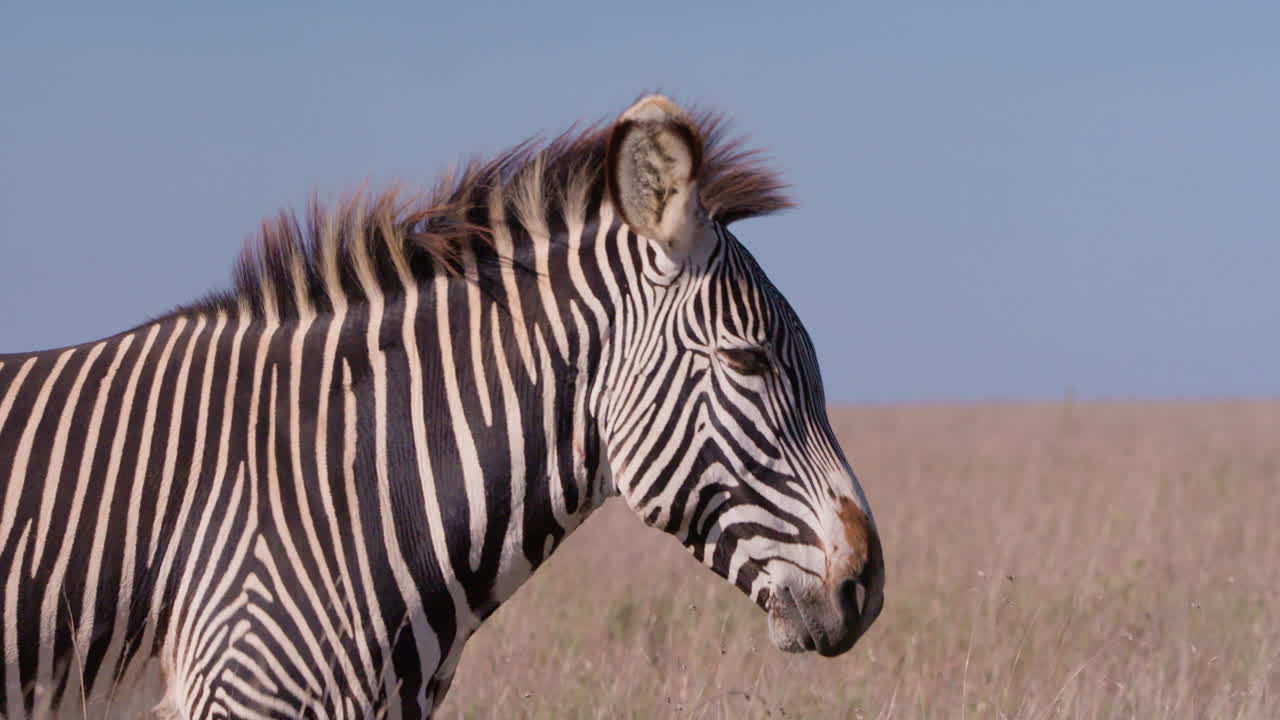 Grevy's Zebras body scanning around in savannah