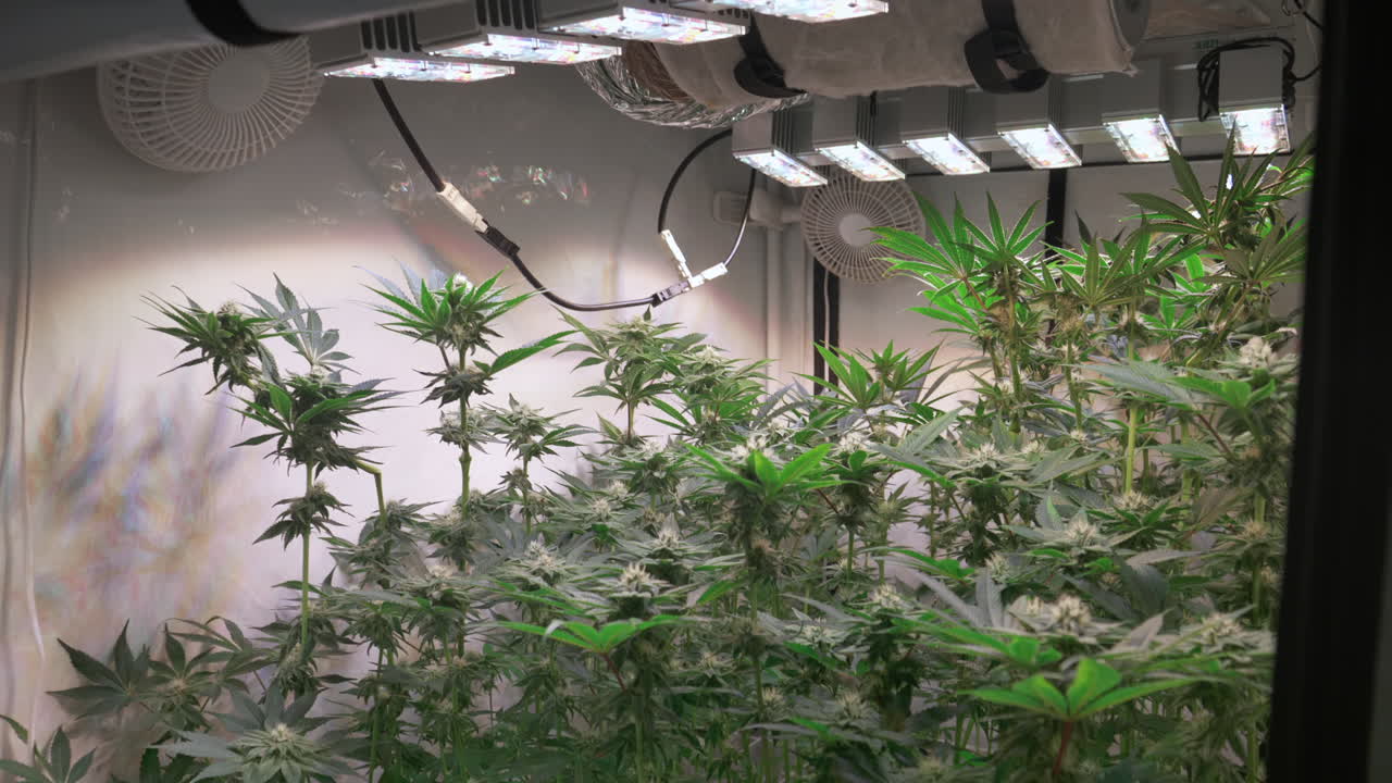 toma de plantas de cannabis que crecen en una carpa de cultivo durante la etapa de floración