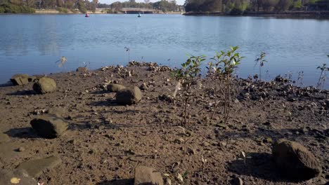 Static-view-of-water-plants-and-soil-by-the-low-tide-in-shallow-river-during-a-drought-season-in-summer