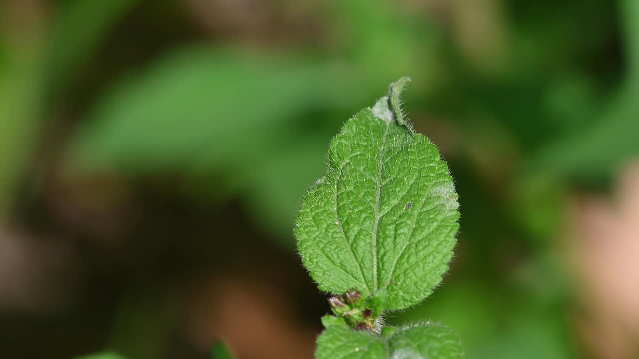 lascar común, mariposa, pantoporia hordonia, parque nacional kaeng krachan, tailandia