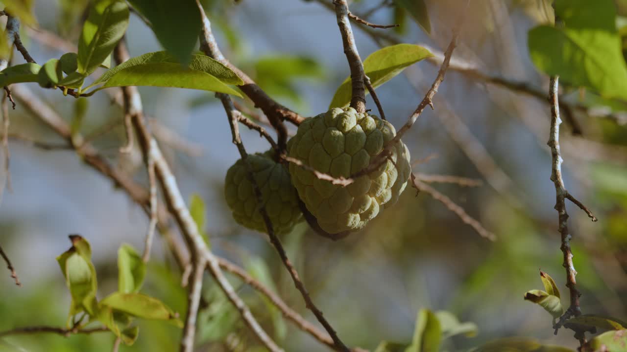 azúcar dulce fruta de manzana madura en la rama