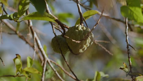 sweetsop sugar apple fruit ripe on branch