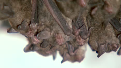 bats upside down close up