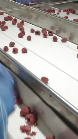 industrial processing of frozen raspberries