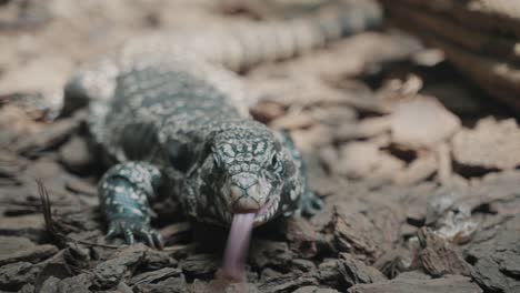 lagarto tegu en su hábitat natural - de cerca