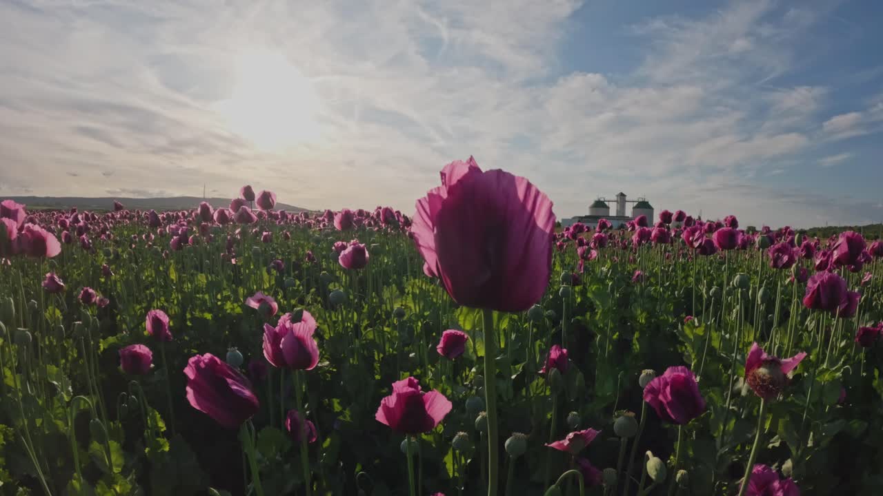 A scenic field of blooming purple poppy flowers bathed in warm morning sunlight. The vibrant petals and green foliage stretch toward the sky, creating a peaceful and atmospheric landscape.