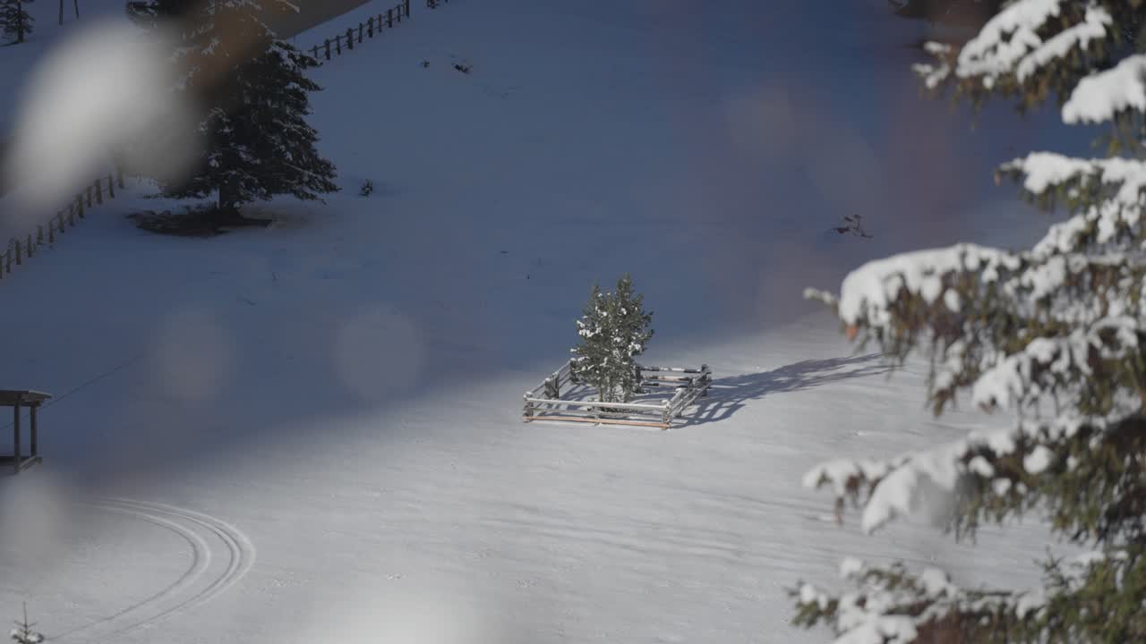 Snow-covered solitary pine tree in the winter field. More Pine tree branches in the foreground. Parallax video.