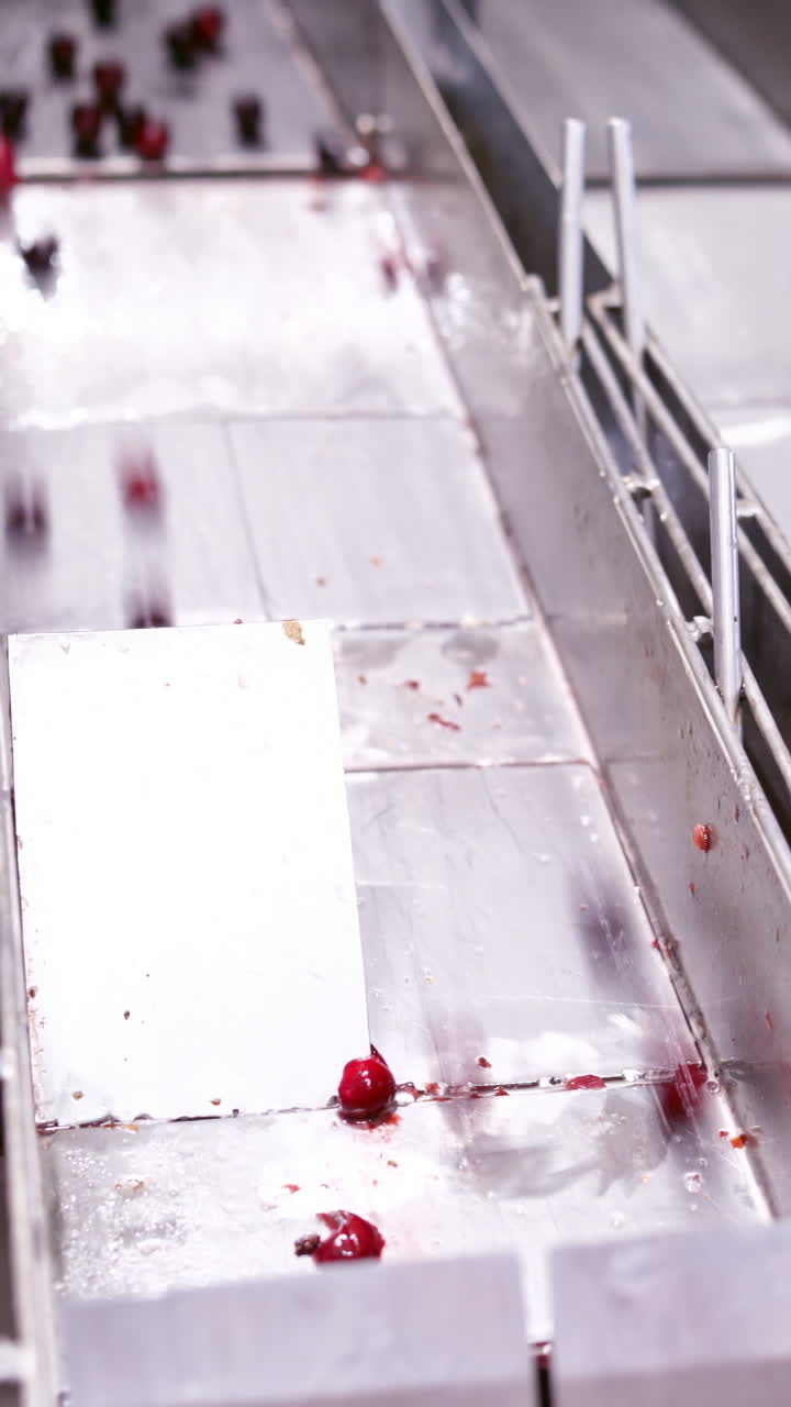 Sorting of berries at factory. Processing of sorting berries with special machines Vertical video