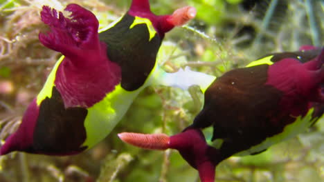 nudibranch mating: two colorful nembrotha sea slugs have their sexual organs connected while they remain side by side