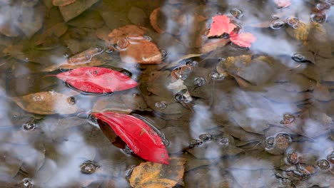 red leaf and rain drops