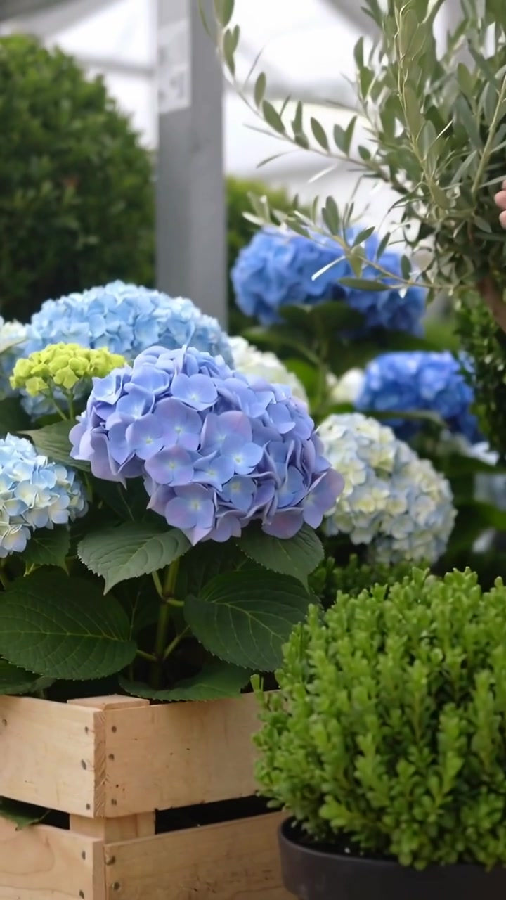 Vertical video: Hand reaching, touching and lifting blue hydrangea on crate in nursery, inspecting