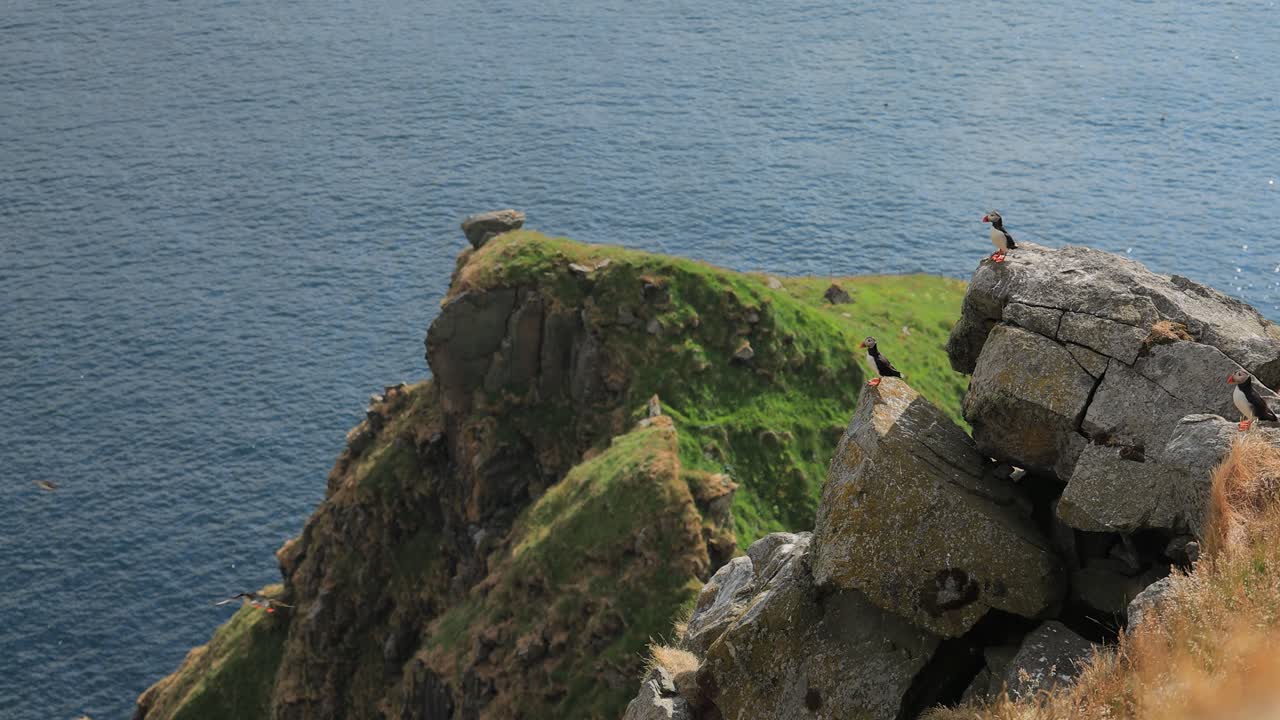 papagayo atlántico (fratercula arctica), en la roca de la isla de runde (noruega).