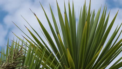 close-up of palm tree leaves swaying