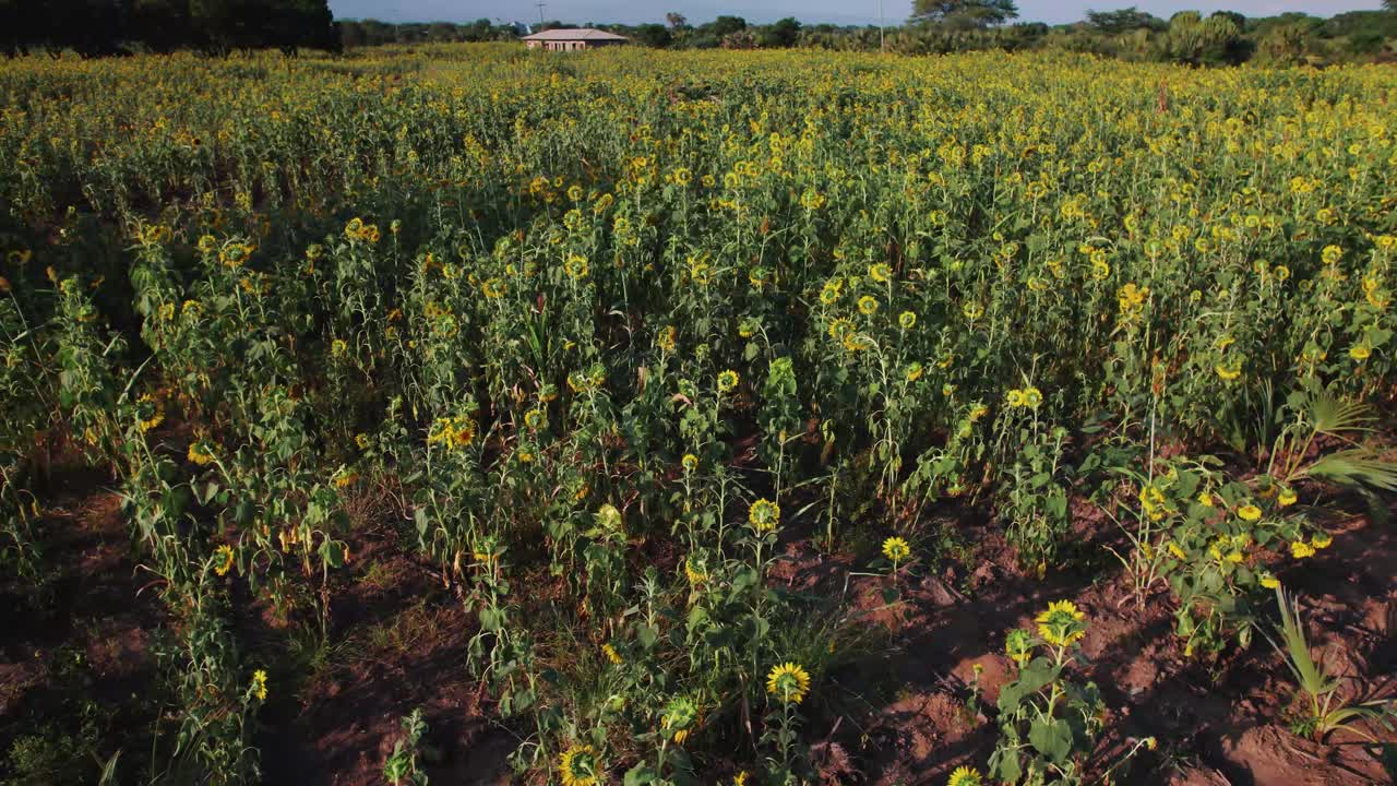granja de girasol durante la puesta de sol con hojas verdes exuberantes en una granja en áfrica