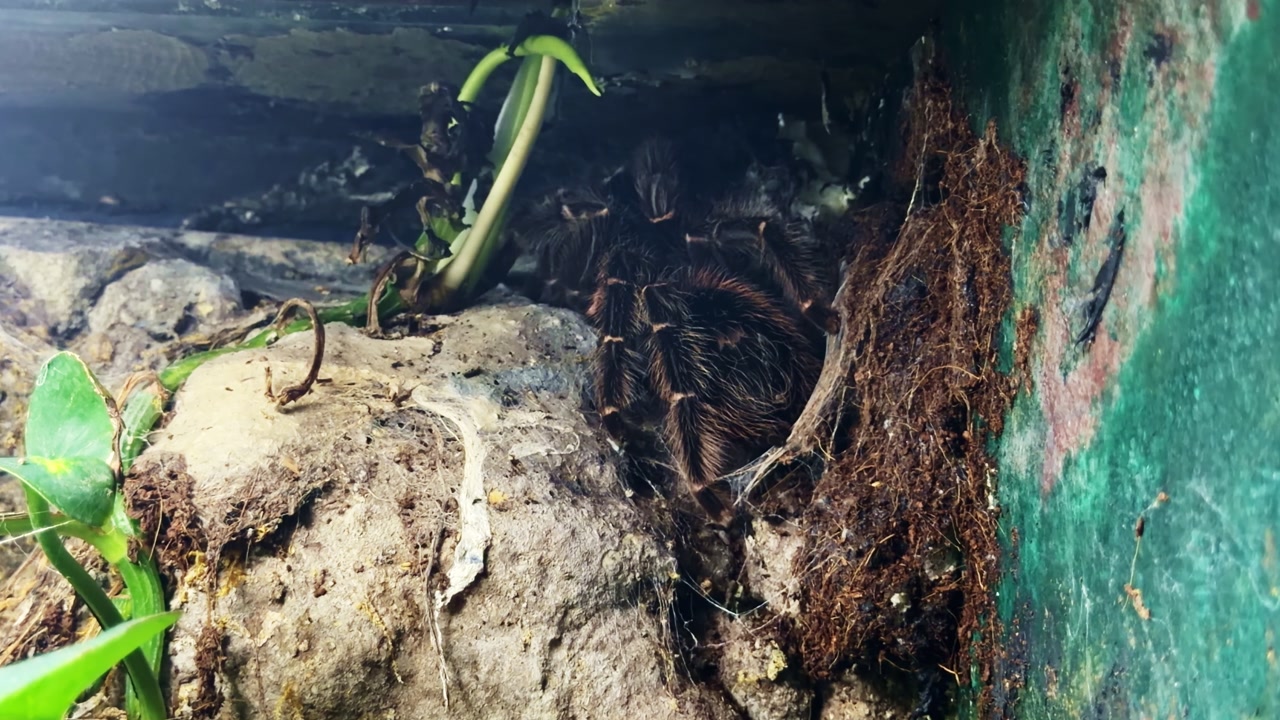 Brazilian salmon pink bird-eating tarantula (Lasiodora parahybana) inside burrow in terrarium, showing dense hairs and hiding posture within soil and root structure, static extreme macro close-up shot