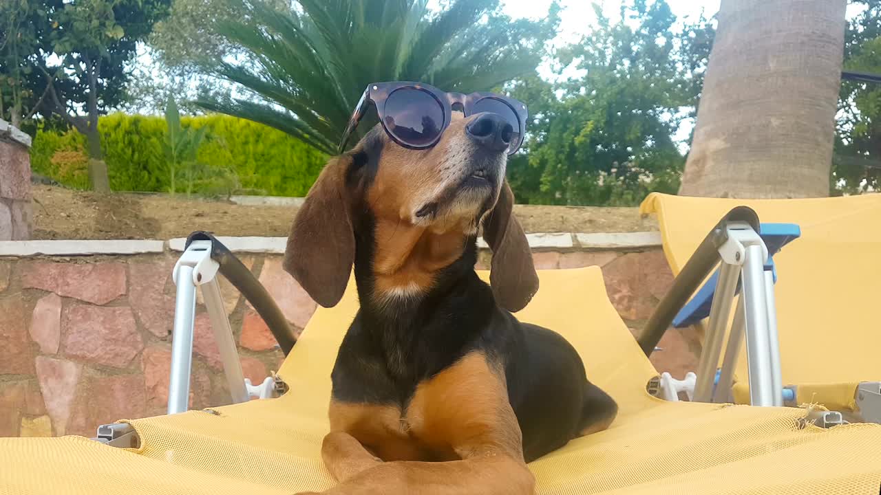 un perro divirtiéndose en una chaise longue con gafas de sol. un feliz momento de verano.