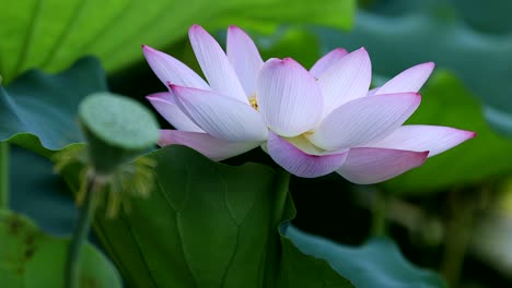 beautiful pink lotus flower with green leaves in pond