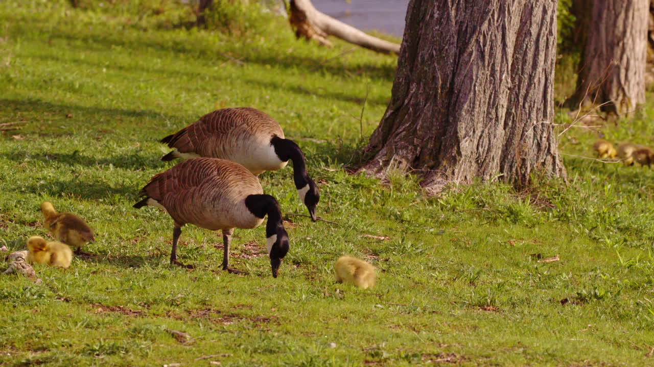 Brand-new geese exploring their abilities on land and water in cinematic slow motion.