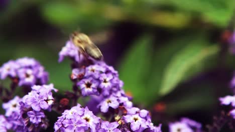 abeja coleccionando néctar de una flor