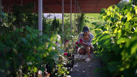 mujer inspeccionando rosas en un centro de jardinería