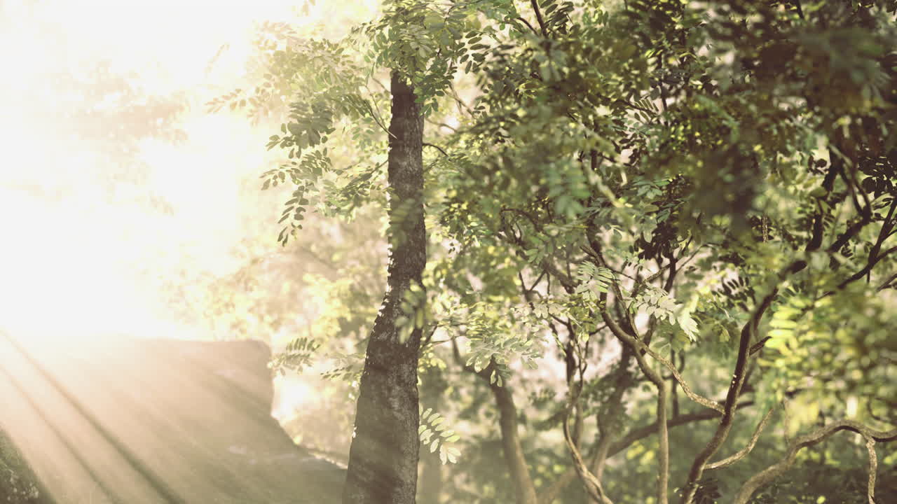 Sunlight filters through green leaves in a tranquil forest setting