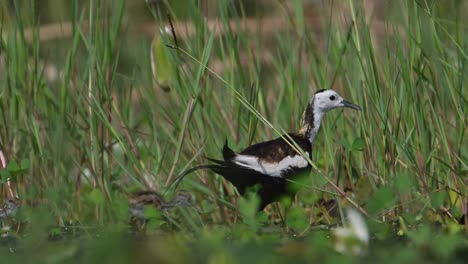 Fasanenschwanzjacana-Mit-Wunderschönen-Küken,-Die-Morgens-Im-Seerosenteich-Fressen