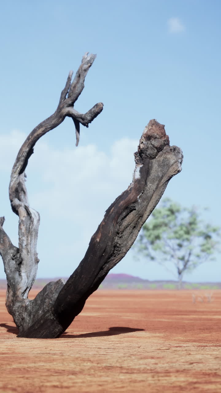 사막에서 죽은 나무