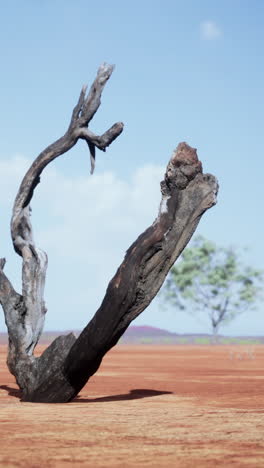 un árbol muerto en el desierto