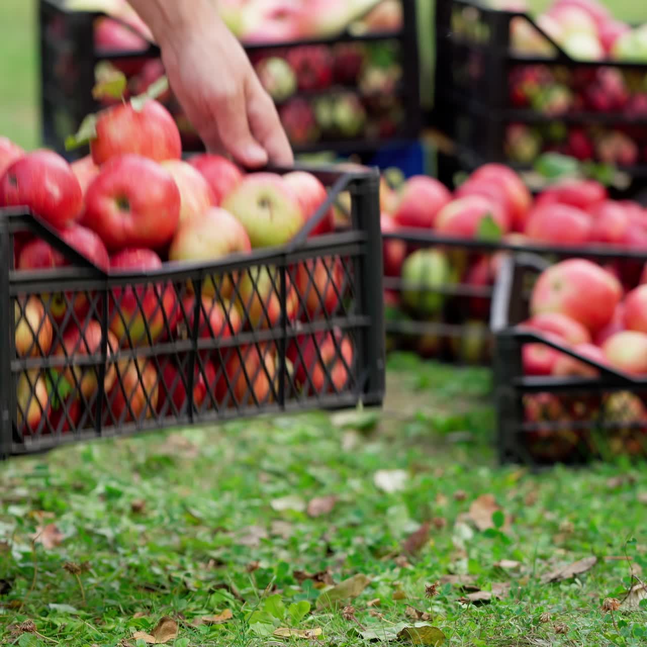 Apples harvest in the garden. Delicious fruits in drawers on the grass. Man puts the drawer with red apples on the background of natural products in autumn.
