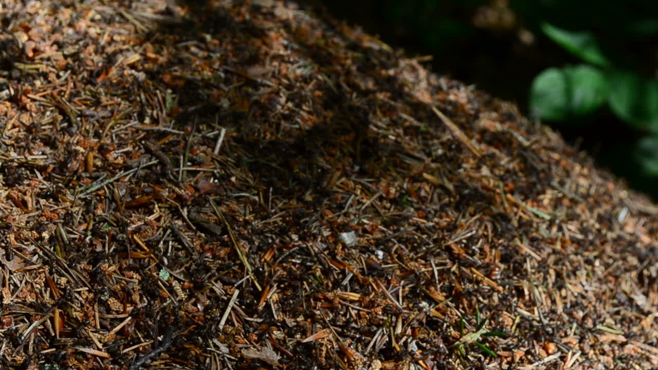 Ant hill in the wood. Ants in the wood