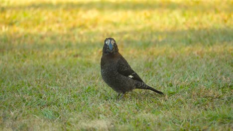 Close-up-of-thick-billed-weaver-perched-on-a-grassy-lawn-in-the-shade,-South-African-wildlife