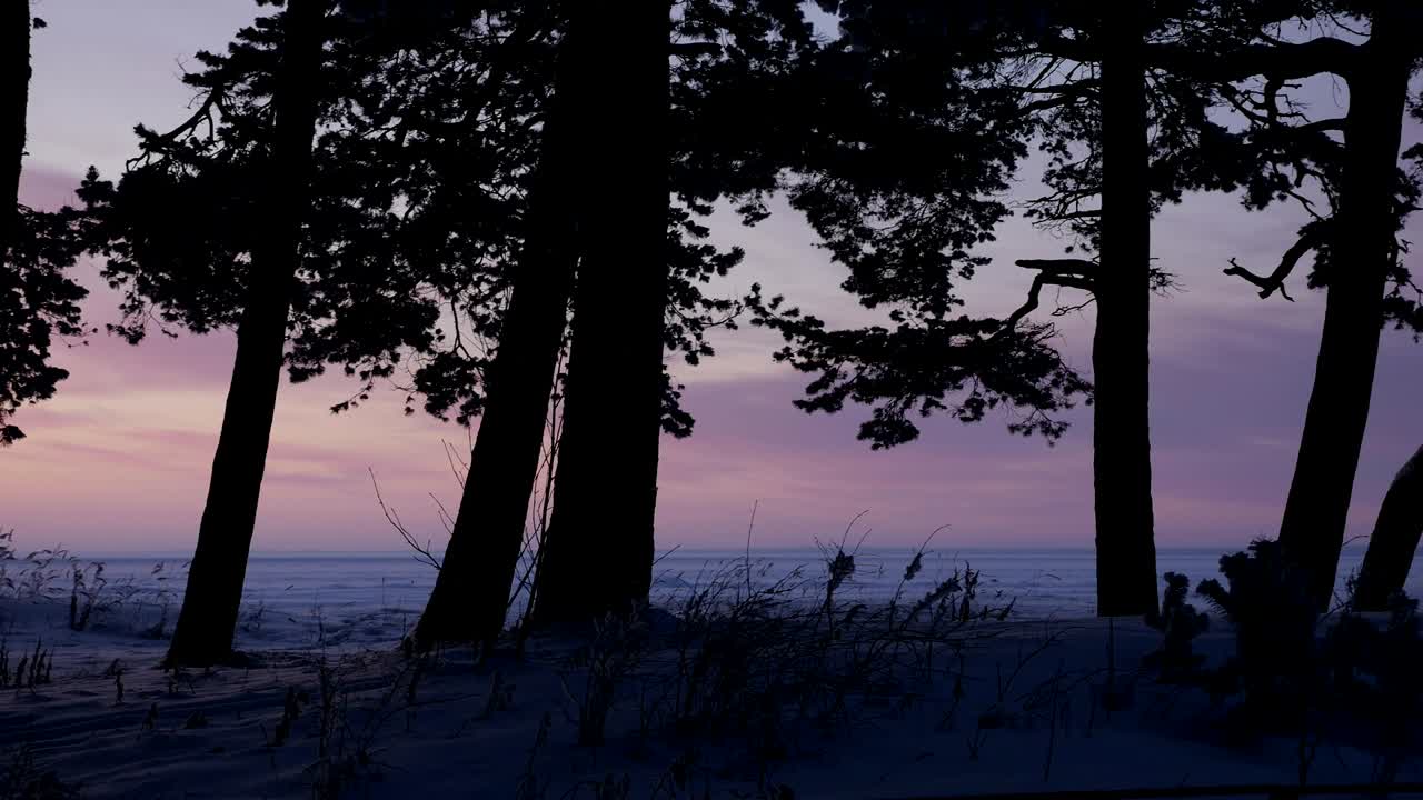 나무 속에서 분홍색 해가 지는 것