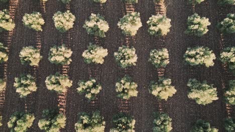 olivos vistos desde arriba