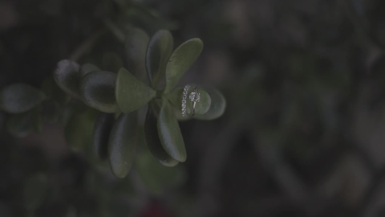 anillos de bodas en una planta
