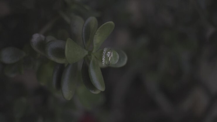wedding rings on a plant