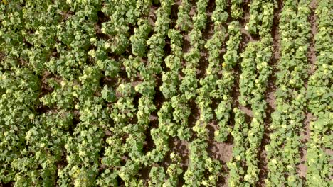 Toma-Aérea-De-Avance-Rápido-Con-Drones-De-Un-Campo-De-Girasol-Vacío-Y-Perfectamente-Alineado,-Con-Flores-Hacia-Abajo