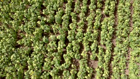 un dron aéreo en movimiento rápido de un campo de girasoles vacío y perfectamente alineado, con flores hacia abajo