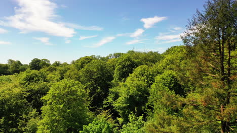 Aerial-shot-rising-above-the-tree-tops-revealing-the-English-countryside-landscape