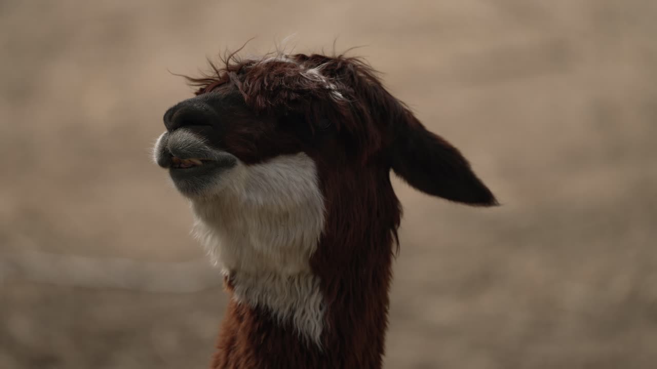 Close-up de uma alpaca ruminando no zoológico.