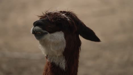 close up of an alpaca ruminating in the zoo