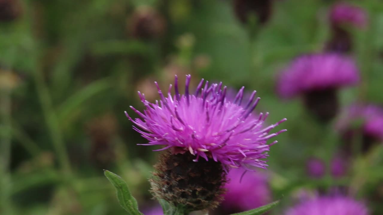 un abejorro que se alimenta de una flor de knapweed, centaurea nigra