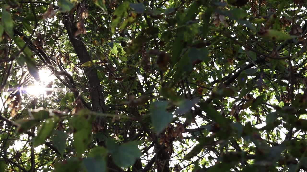 녹색 잎과 나무 사이로 빛나는 태양