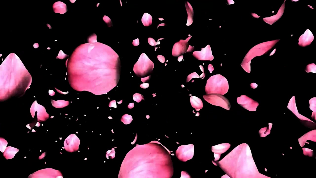Rose petals motion graphics with night background