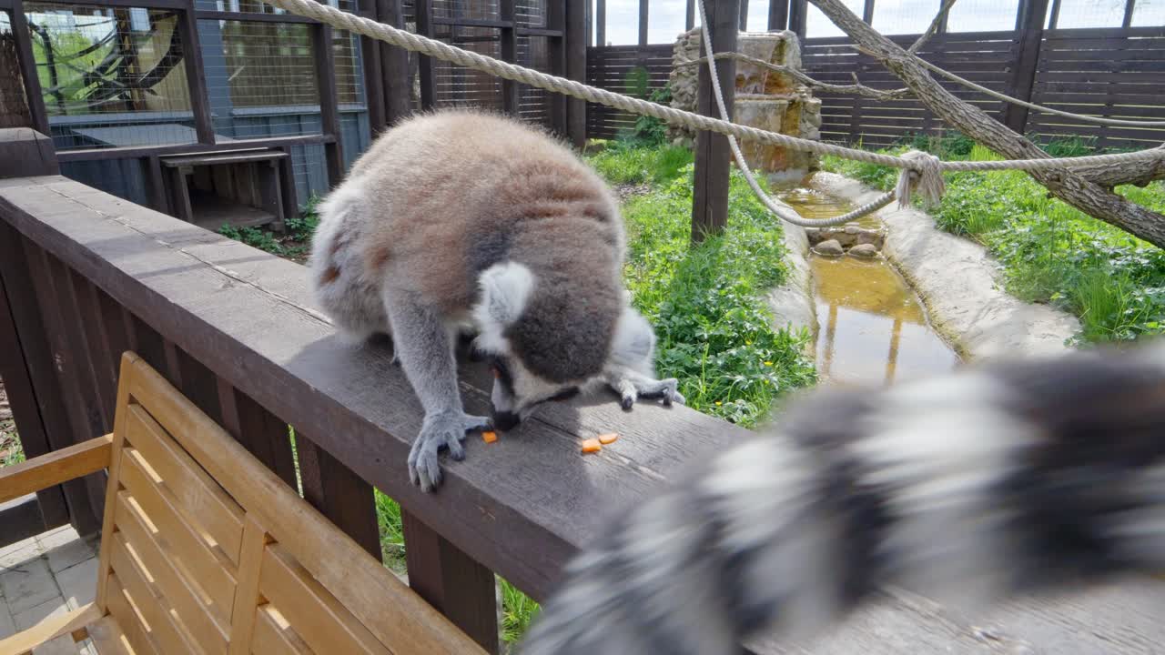 Ring-tailed lemur perches on a wooden fence in the zoo, calmly eating fresh vegetables