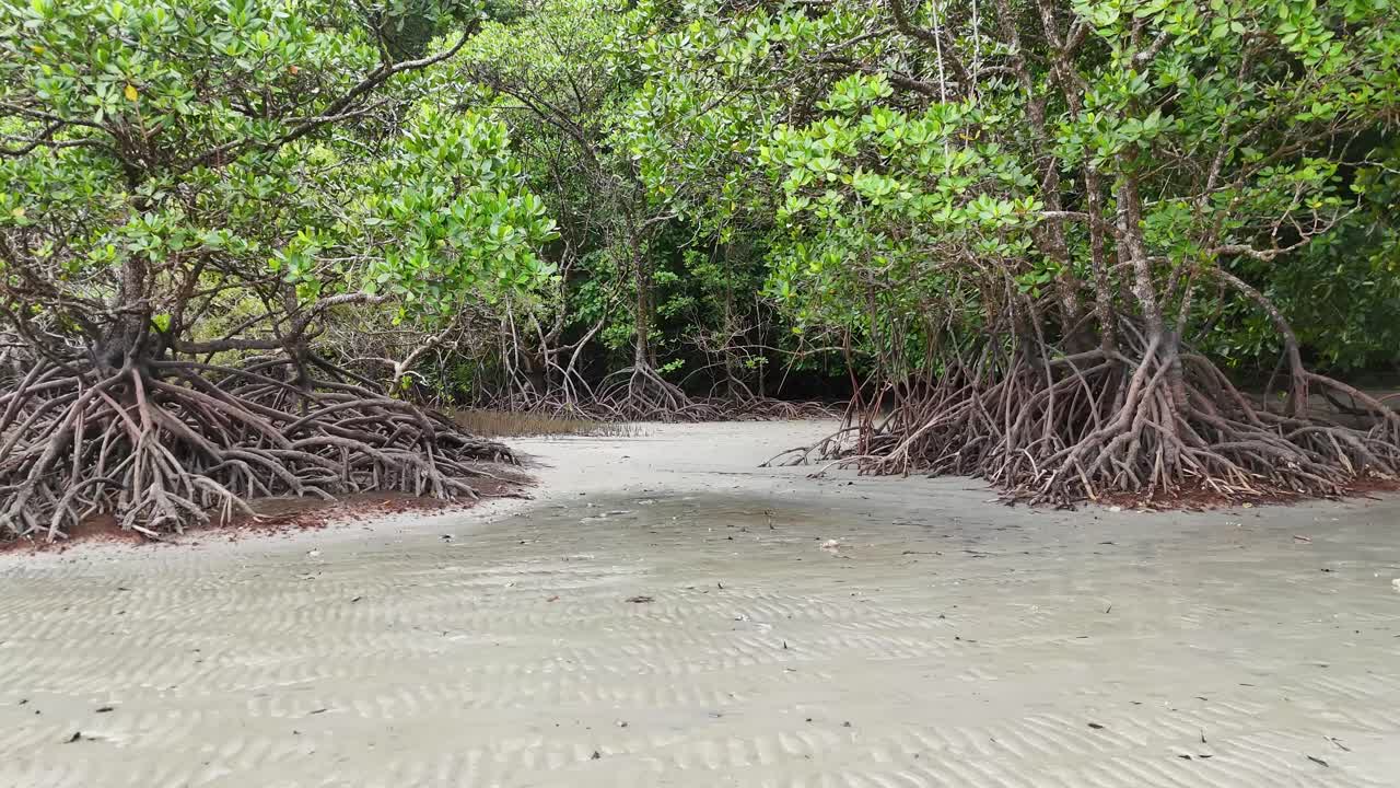Kameran panorerar långsamt över frodiga mangroveträd och exponerade rötter på en vågig sandslätt