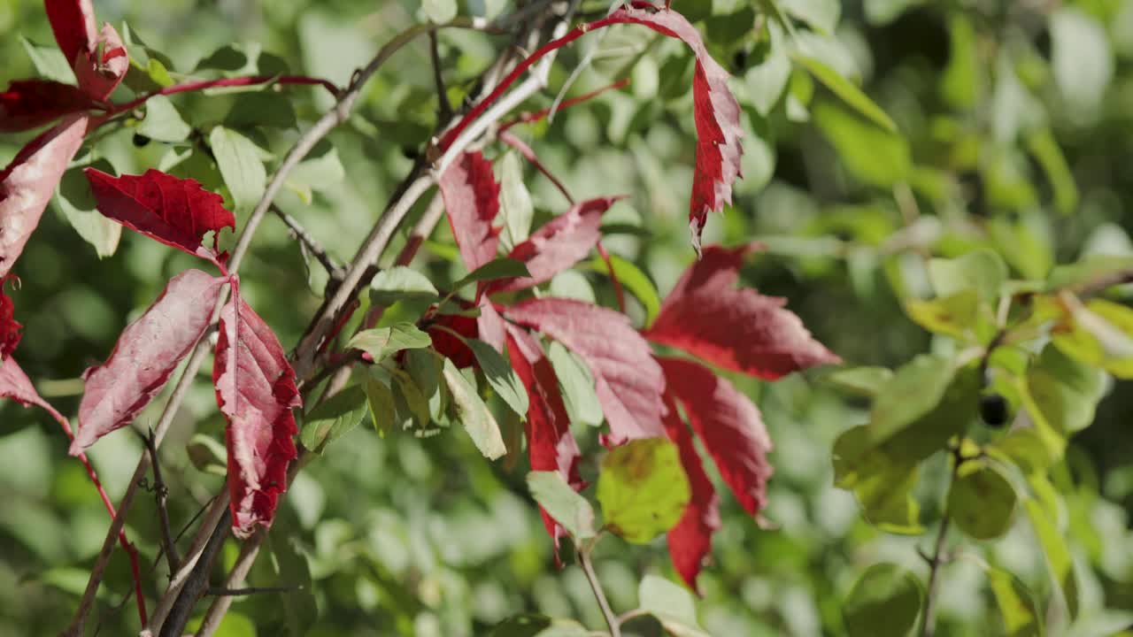 퀘벡주 가티노의 아름다운 가을날 단풍
