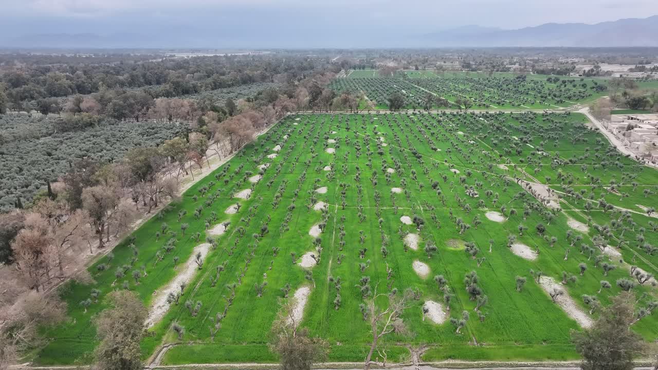 Drone Aerial over Nangahar, Nuristan, Afghanistan - Panorama Of Lush Green, Terraced Fields With Mountains In The Distance Under A Clear Blue Sky. - aerial shot